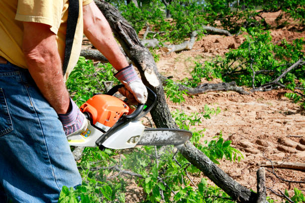 Residential Tree Removal in Reamstown, PA